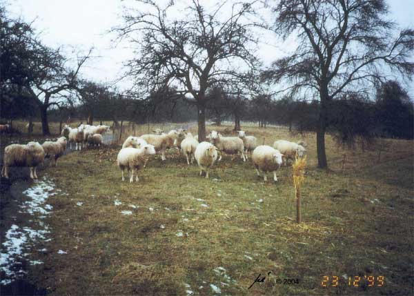 Ein Strohwisch auf einer Wiese im Dezember. Der Strohwisch ist schon leicht zerrupft. Schafe gehen auf den Strohwisch zu, um ihre Mahlzeit fortzusetzen.